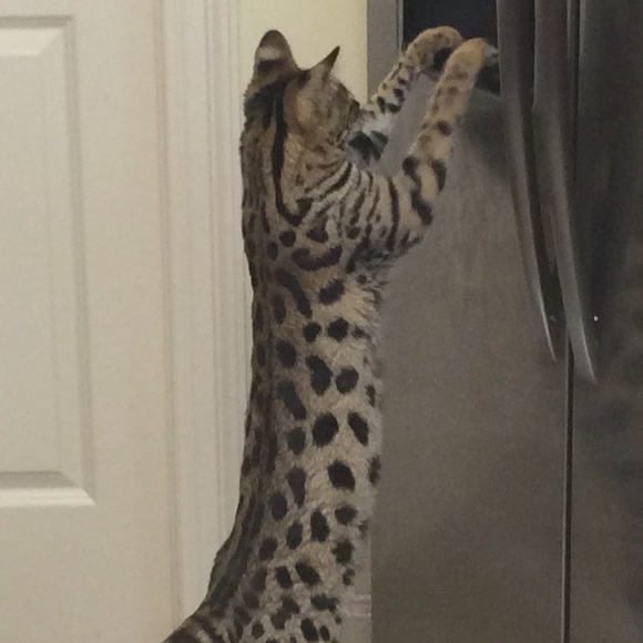 Meet your Posher, Anna - Picture 5 of 5